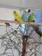 Budgerigar Birds for sale in Winter Haven, FL, USA. price: $125