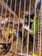 Budgerigar Birds for sale in Zion, IL 60099, USA. price: NA
