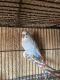 Budgerigar Birds for sale in Knoxville, TN, USA. price: NA