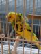 Budgerigar Birds for sale in Winter Haven, FL, USA. price: NA