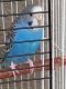 Budgerigar Birds for sale in Winter Haven, FL, USA. price: $50