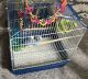 Budgerigar Birds for sale in Orland Park, IL 60467, USA. price: $130