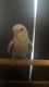 Budgerigar Birds for sale in Woodburn, OR 97071, USA. price: NA