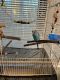 Budgerigar Birds for sale in N Sandburg Terrace, Chicago, IL 60610, USA. price: NA