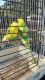 Budgerigar Birds for sale in Winter Haven, Florida. price: NA