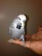 Budgerigar Birds for sale in Fresno, CA, USA. price: NA