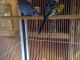 Budgerigar Birds for sale in Mobile, AL, USA. price: NA