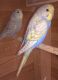 Budgerigar Birds for sale in Philadelphia, PA, USA. price: NA