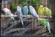 Budgerigar Birds for sale in Springfield, IL, USA. price: NA