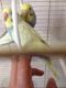 Budgerigar Birds for sale in Melbourne Ave, Los Angeles, CA 90027, USA. price: NA