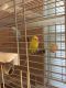Budgerigar Birds for sale in Fort Myers, FL, USA. price: NA