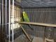 Budgerigar Birds for sale in Temecula, CA, USA. price: NA
