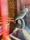 Budgerigar Birds for sale in Jamaica, Queens, NY, USA. price: $100