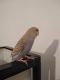 Budgerigar Birds for sale in Sterling Heights, MI, USA. price: $20