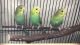 Budgerigar Birds for sale in Stickney, IL, USA. price: NA