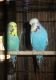 Budgerigar Birds for sale in Temecula, CA, USA. price: $100