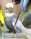 Budgerigar Birds for sale in Cozy Ln, Cumberland, RI 02864, USA. price: NA