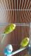 Budgerigar Birds for sale in Cascade, WI 53011, USA. price: NA