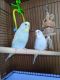 Budgerigar Birds for sale in Cottonwood, MN 56229, USA. price: NA