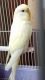 Buff-tailed Sicklebill Birds for sale in Cumberland, RI 02864, USA. price: $40