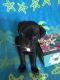 Bugg Puppies for sale in Wildwood, GA 30757, USA. price: NA