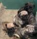 Bugg Puppies for sale in Festus, MO, USA. price: $850
