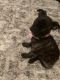Bugg Puppies for sale in New Bedford, MA 02746, USA. price: $1,200