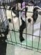 Bugg Puppies for sale in Washington, NH, USA. price: $900