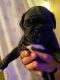 Bugg Puppies for sale in Rockingham County, VA, USA. price: $300