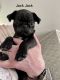 Bugg Puppies for sale in Palouse, WA 99161, USA. price: $850