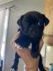 Bugg Puppies for sale in Hawley, PA 18428, USA. price: $800