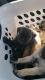 Bugg Puppies for sale in North Hills, CA 91343, USA. price: NA