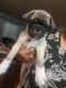 Bugg Puppies for sale in North Hills, CA 91343, USA. price: $300