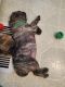 Bugg Puppies for sale in Moorpark, CA 93021, USA. price: $1,000