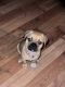 Bugg Puppies for sale in Buffalo, NY, USA. price: $800