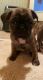 Bugg Puppies for sale in Rockingham County, VA, USA. price: $350