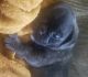 Bugg Puppies for sale in Independence, KS 67301, USA. price: NA