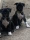 Bugg Puppies for sale in Omaha, NE, USA. price: NA