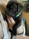 Bugg Puppies for sale in Shelbyville, IN 46176, USA. price: $650