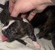 Bugg Puppies for sale in Kirkland, WA, USA. price: $700