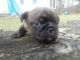 Bugg Puppies for sale in Merrillville, IN, USA. price: $850