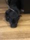 Bugg Puppies for sale in Brooklyn, NY, USA. price: NA