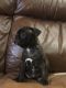 Bugg Puppies for sale in Orange County, VA, USA. price: NA