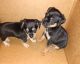 Bugg Puppies for sale in Middleport, OH 45760, USA. price: NA