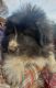 Bulgarian Shepherd Puppies for sale in Snowflake, AZ 85937, USA. price: $2,500