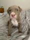 Bull and Terrier Puppies for sale in Deltona, FL, USA. price: $1,000