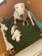 Bull and Terrier Puppies for sale in Oakdale, CA 95361, USA. price: $2,500