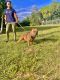 Bull and Terrier Puppies for sale in West Palm Beach, FL, USA. price: NA