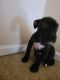 Bull and Terrier Puppies for sale in Atlanta, GA, USA. price: $300