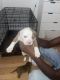 Bull and Terrier Puppies for sale in Montgomery Village, MD, USA. price: $850
